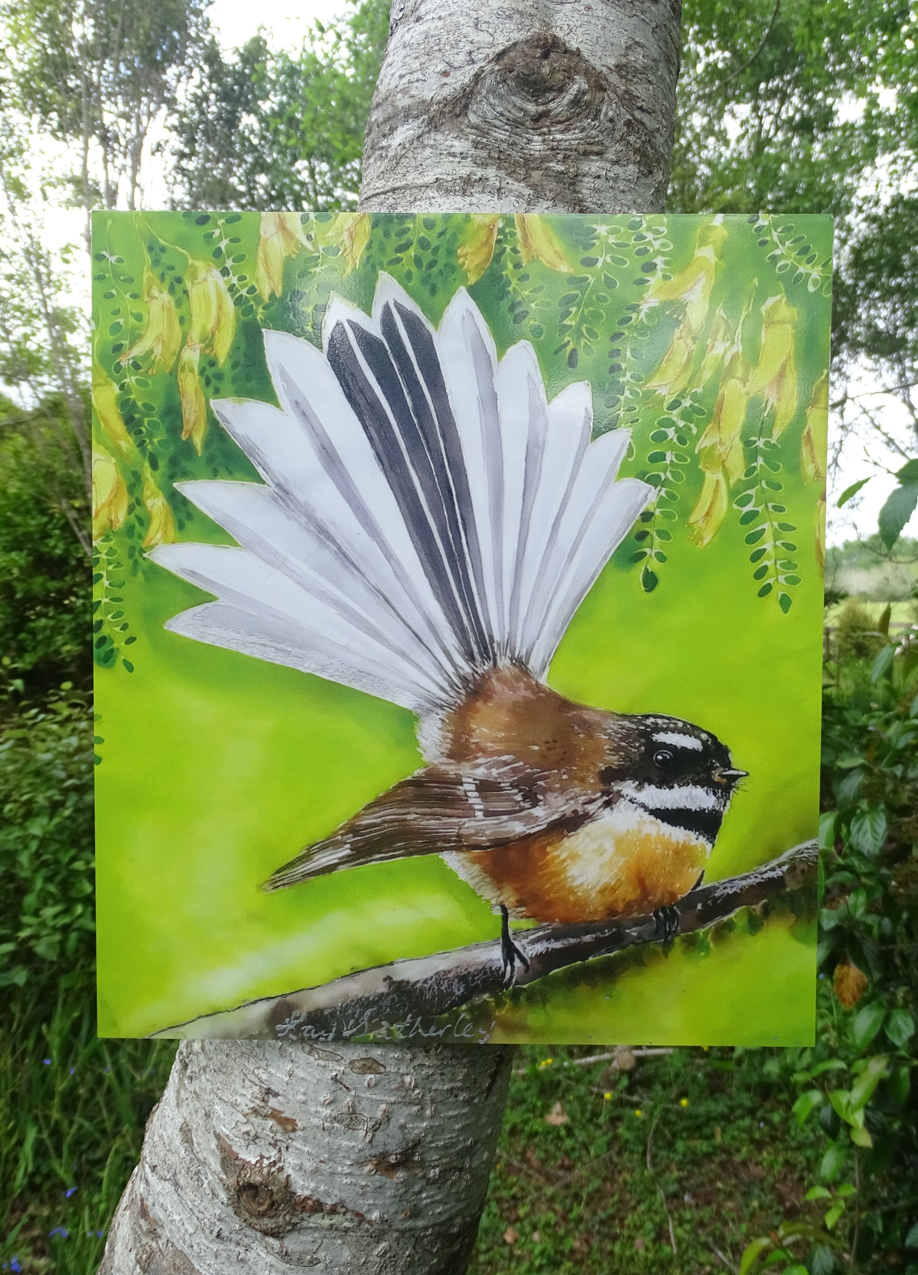 New Zealand Fantail Bird & Kowhai Flowers -  Squarish