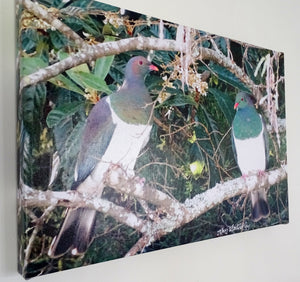 Original Photo on Canvas - Kereru, NZ Woodpigeon
