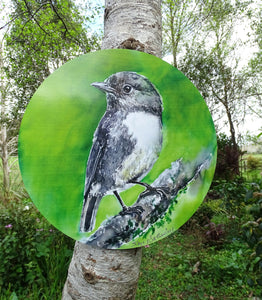 New Zealand Robin - Circle Art Panel