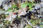 sparrows on lichen tree