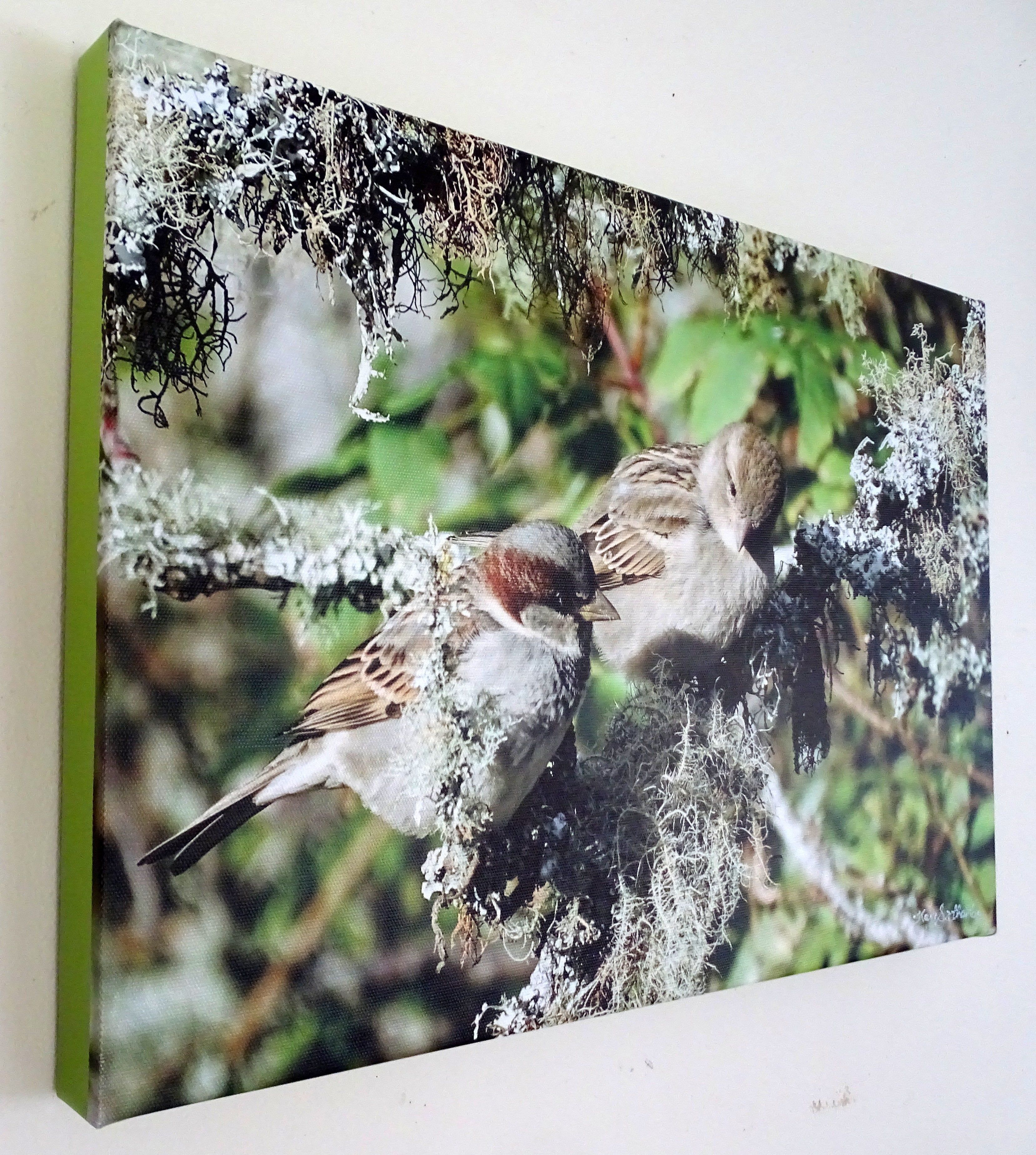 Photo on Canvas - Sparrows on Lichen Tree